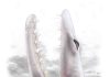 Extinct early whales listened like their relatives on land, fossil evidence shows