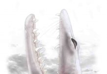 Extinct early whales listened like their relatives on land, fossil evidence shows