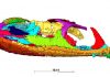 Fossil holds new insights into how fish evolved onto land