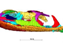 Fossil holds new insights into how fish evolved onto land