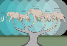 Genetic study shakes up the elephant family tree