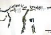 Japan’s largest complete dinosaur skeleton discovered