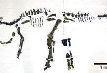 Japan’s largest complete dinosaur skeleton discovered