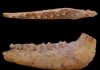 Moroccan fossils show human ancestors’ diet of game