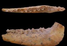 Moroccan fossils show human ancestors’ diet of game