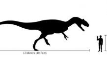 New data for old bones: How the famous Cleveland-Lloyd dinosaur bone bed came to be