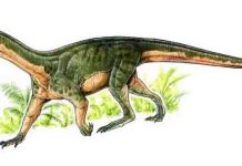 Paleobiologists make intriguing new discoveries about dinosaur ancestors