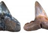 Previously unknown extinction of marine megafauna discovered
