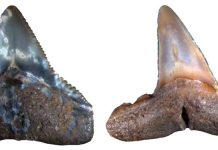 Previously unknown extinction of marine megafauna discovered