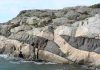 Ramsö En-echelon Dyke Apophyses Kosterhavet Sweden