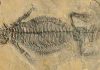 Rare, exceptionally preserved fossil reveals lifestyle of ancient armor-plated reptile
