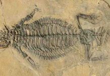 Rare, exceptionally preserved fossil reveals lifestyle of ancient armor-plated reptile