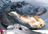 Researchers develop advanced 3D models of bite data to Study Dinosaurs, Birds, Crocodiles