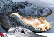 Researchers develop advanced 3D models of bite data to Study Dinosaurs, Birds, Crocodiles