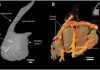 Sensitive faces helped dinosaurs eat, woo and take temperature, suggests study