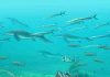 Size not important for fish in the largest mass extinction of all time