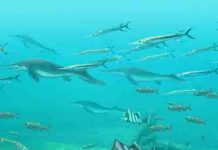 Size not important for fish in the largest mass extinction of all time