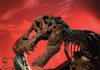 New species of tiny tyrannosaur foreshadows rise of T. rex