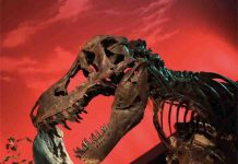 New species of tiny tyrannosaur foreshadows rise of T. rex