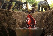 Tiny fossils reveal backstory of the most mysterious amphibian alive