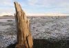 Tree rings pinpoint eruption of Icelandic volcano to half a century before human settlement