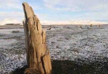 Tree rings pinpoint eruption of Icelandic volcano to half a century before human settlement