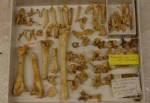 Which extinct ducks could fly?