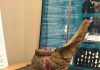 3-D scanning fossils to help researchers around the world study mastodons
