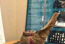 3-D scanning fossils to help researchers around the world study mastodons