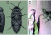 300 million-year-old ‘modern’ beetle from Australia reconstructed