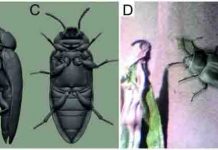 300 million-year-old ‘modern’ beetle from Australia reconstructed