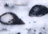 Ancient plankton-like microfossils span two continents