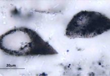 Ancient plankton-like microfossils span two continents