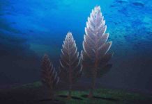 Big, shape-shifting animals from the dawn of time