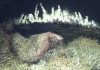 Challenging prevailing theory about how deep-sea vents are colonized