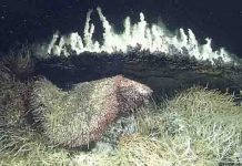 Challenging prevailing theory about how deep-sea vents are colonized