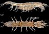 Cretaceous Tanaidaceans took care of their offspring more than 105 million years ago