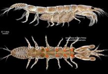 Cretaceous Tanaidaceans took care of their offspring more than 105 million years ago