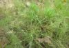 Dinosaur-era plant found alive in North America for first time