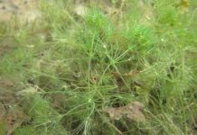 Dinosaur-era plant found alive in North America for first time