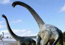 Dinosaur find in outback Queensland