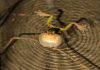 Dinosaurs’ loss was frogs’ gain