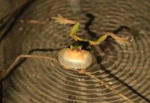 Dinosaurs’ loss was frogs’ gain