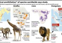 Earth’s major ‘mass extinction’ events