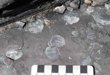 Fossil site shows impact of early Jurassic’s low oxygen oceans