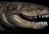 Gigantic crocodile with T. rex teeth was a top land predator of the Jurassic in Madagascar