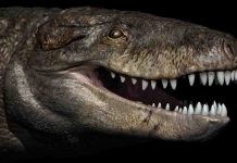 Gigantic crocodile with T. rex teeth was a top land predator of the Jurassic in Madagascar