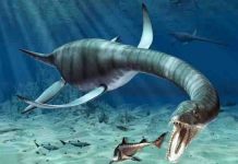 How did plesiosaurs swim with such long necks? Representative Image: Plesiosaur attack, artwork.