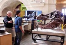 Kinect scan of T. rex skull addresses paleontological mystery