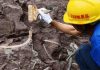 The first pandemic? Scientists find 214 ancient pathogens in prehistoric DNA